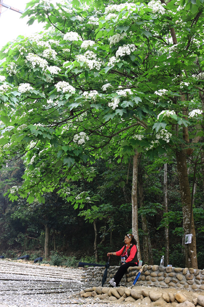 彰化芬園挑水古道桐花 彰化芬園挑水古道桐花