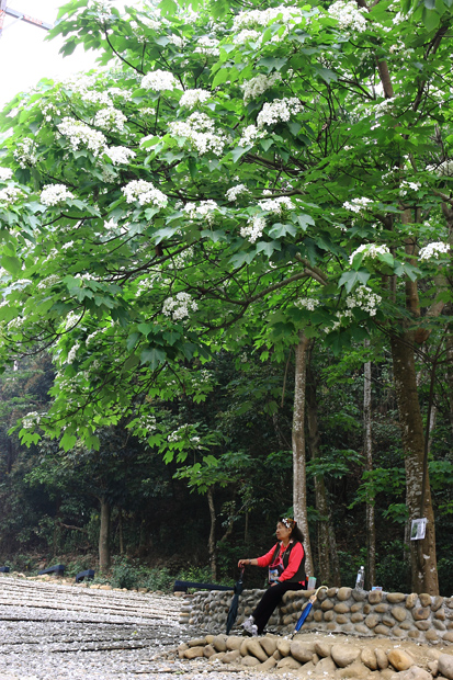 彰化芬園挑水古道桐花