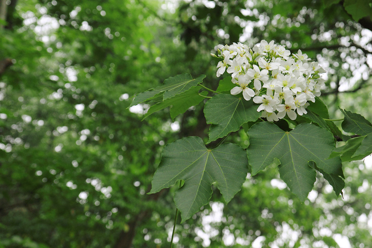 彰化芬園挑水古道桐花 彰化芬園挑水古道桐花