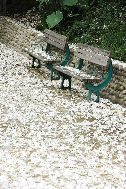 彰化芬園挑水古道桐花