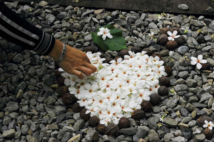 彰化芬園挑水古道桐花 彰化芬園挑水古道桐花