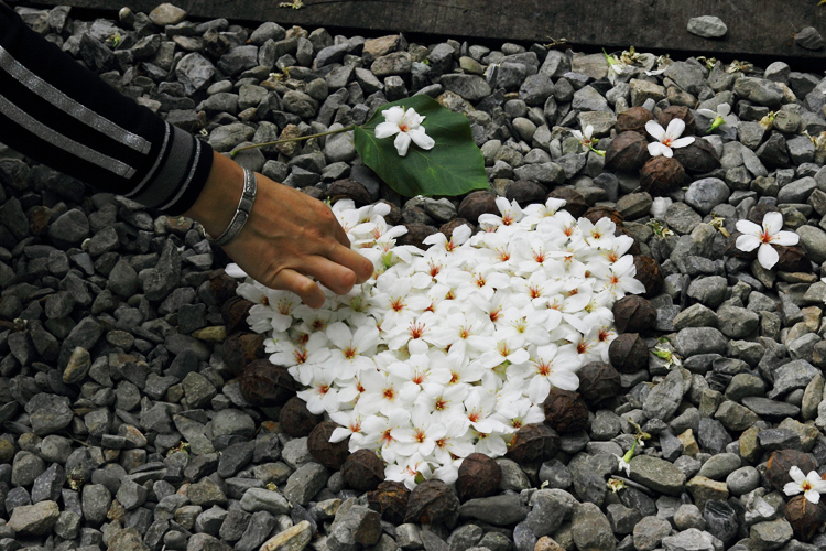 彰化芬園挑水古道桐花