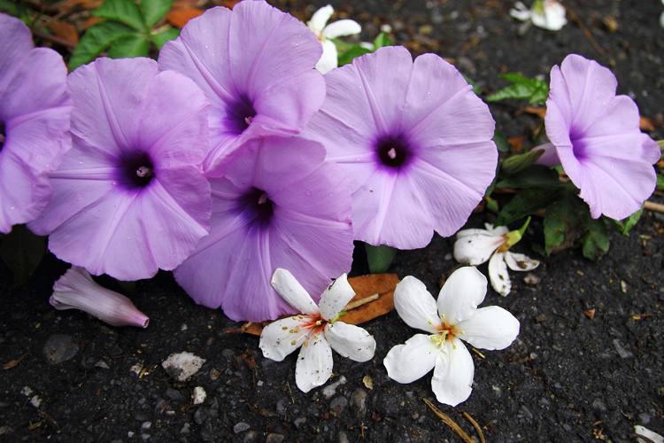 彰化芬園挑水古道桐花 彰化芬園挑水古道桐花