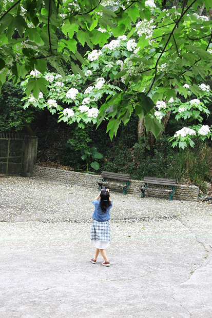 彰化芬園挑水古道桐花