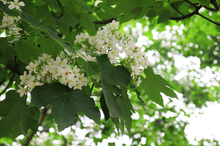 彰化芬園挑水古道桐花