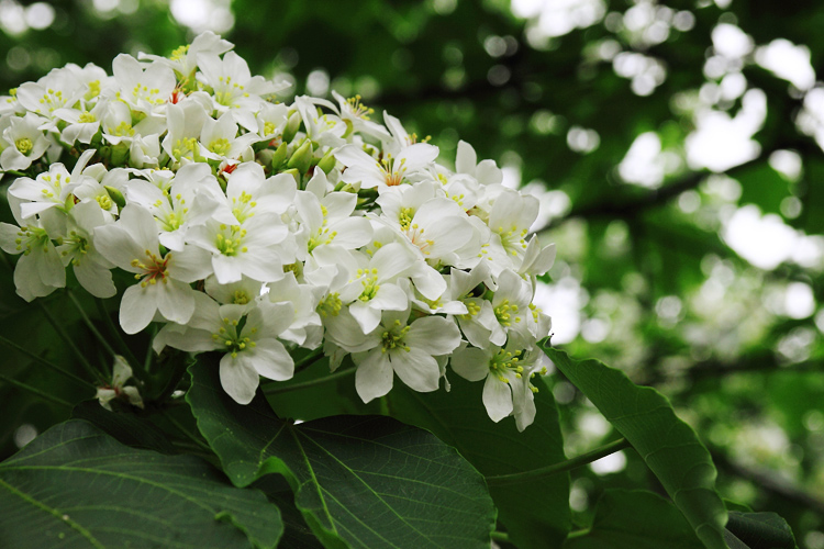 彰化芬園挑水古道桐花