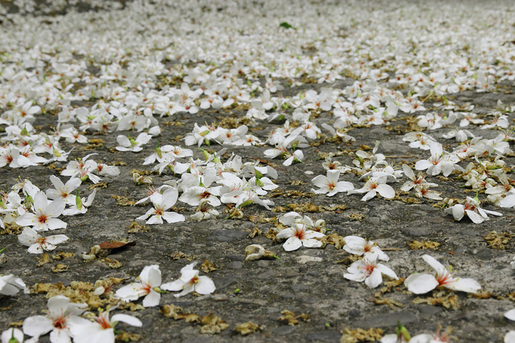 彰化芬園挑水古道桐花