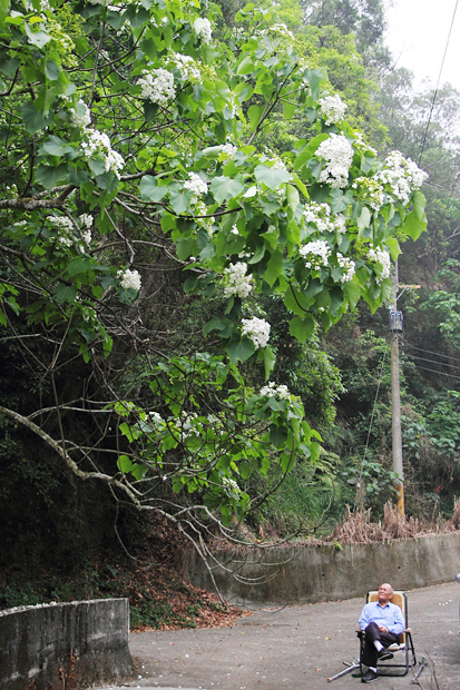 彰化芬園挑水古道桐花