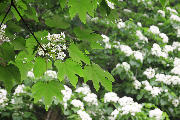 彰化芬園挑水古道桐花 彰化芬園挑水古道桐花
