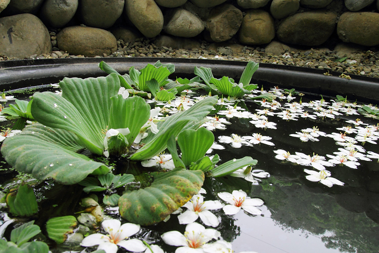 彰化芬園挑水古道桐花 彰化芬園挑水古道桐花