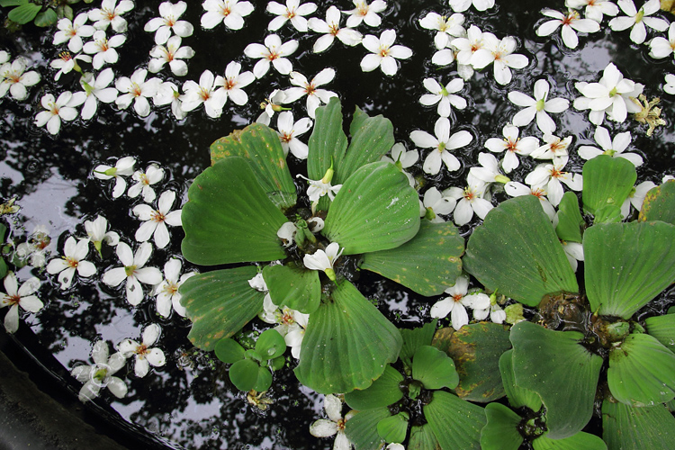 彰化芬園挑水古道桐花 彰化芬園挑水古道桐花