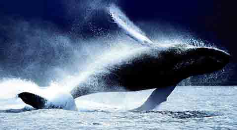 鯨魚.jpg