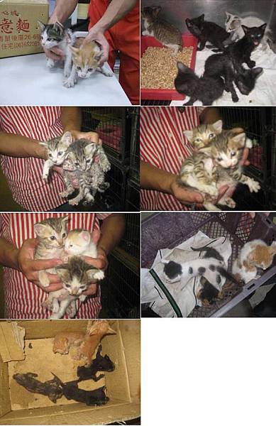 23kittens 23kittens