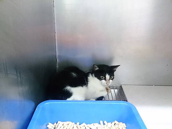 新屋貓舍_1040711_1(隔離檢疫區)_C29_公貓(入園日期1040709公告編號5)_01.jpg