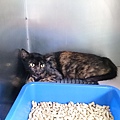 新屋貓舍_1040711_1(隔離檢疫區)_C13_母貓(入園日期1040709公告編號4)_01.jpg