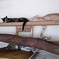 新屋貓舍_1040711_2(大貓房)_19.jpg