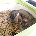 新屋貓舍_1040711_3(小貓房)_03.jpg