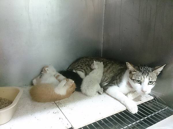 新屋貓舍_1040725_1(隔離檢疫區)_C25_保母貓+5奶貓(入園日期1040708公告編號18)_01.jpg