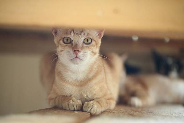 IMG_7331.jpg IMG_7331.jpg