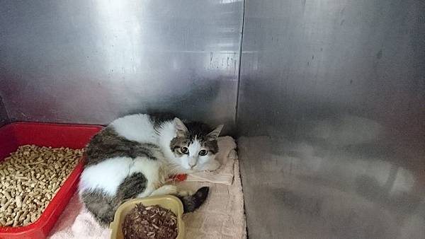 20180210新屋大貓房_180211_0089.jpg