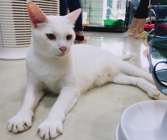 白咪_180924_0003.jpg