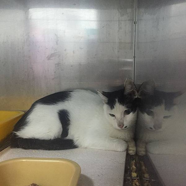 20180929 新屋貓舍_181001_0029.jpg