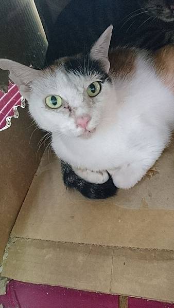 20180929 新屋貓舍_181001_0058.jpg