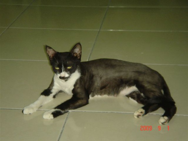 小貓8.jpg