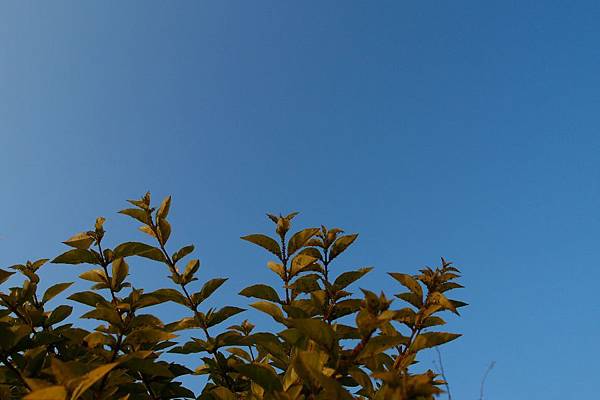 P1210845.JPG P1210845.JPG