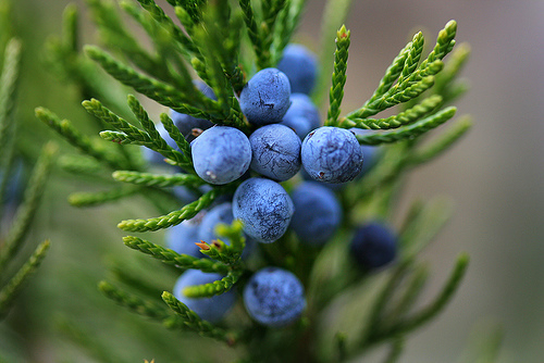 Highland Juniper 高地杜松 Friend Lulunana Healer 痞客邦