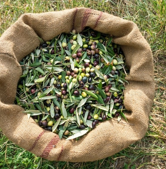 健康餐桌 特級初榨橄欖油Extra Virgin Olive Oil料理的美好生活