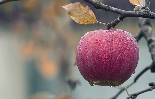 agriculture-apple-blur-257840.jpg