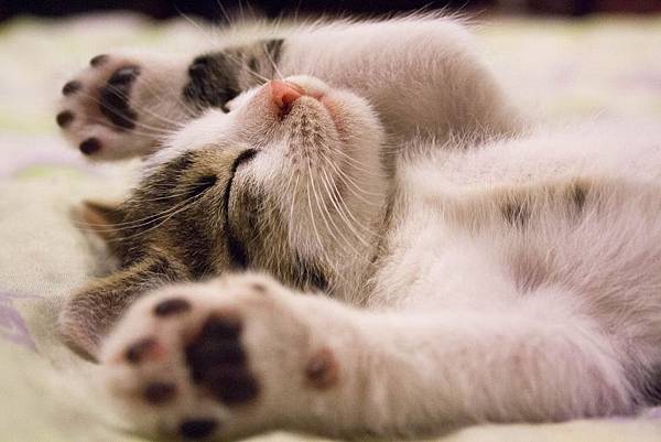 【健康冷知識】睡眠真的很重要!不睡覺真的會變笨嗎? - 好食・好時 goodhealthlife.com.tw 睡眠_睡覺_睡覺的好處