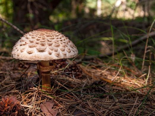 mushroom-2715997_1920.jpg