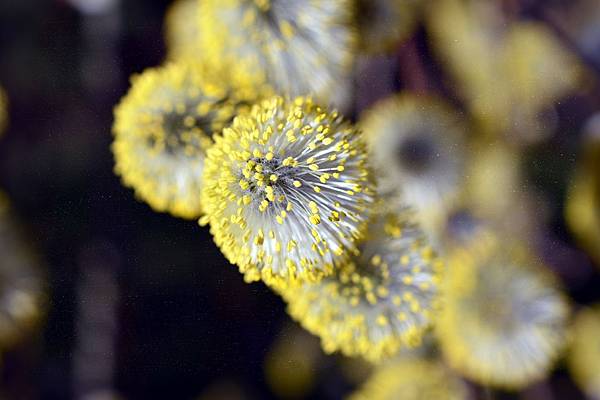 過敏,原來可以根治? 檢測自己有沒有過敏體質! - 好食・好時 goodhealthlife.com.tw 腸道健康_過敏體質