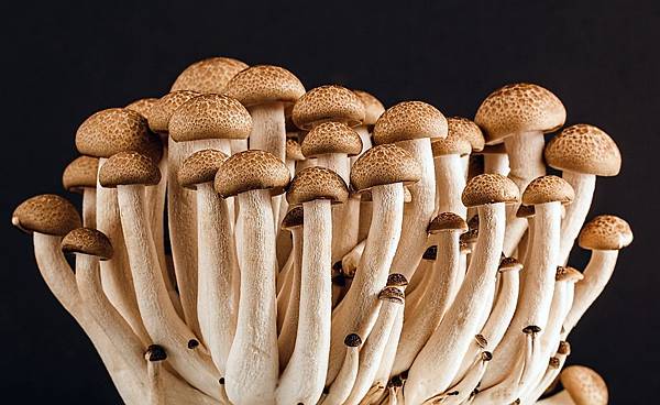 維生素D 有哪些功效?維生素D 應該如何補充最好呢? - 好食・好時 goodhealthlife.com.tw 維生素D功效_維生素該怎麼補充_菌類