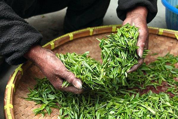 喝茶健康選:哪種茶可以放鬆?哪種又會提高專注力呢? - 好食・好時 goodhealthlife.com.tw 喝茶_健康_喝茶的好處