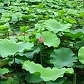 埔里-蓮華池