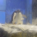 海生館的企鵝(2011.10.8~10假期墾丁之旅)