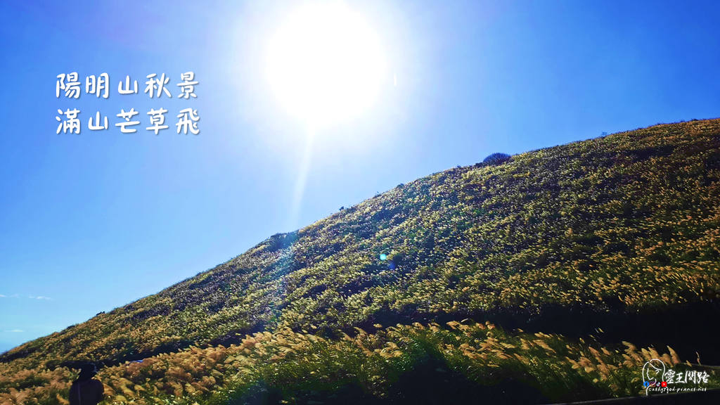 陽明山芒草季2021｜景點｜步道｜交通 (2).PNG