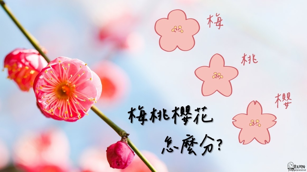 梅花櫻花桃花分別｜梅花特徵｜梅花櫻花桃花季節｜分辨口訣櫻花超有梗｜梅花花語｜梅花季節2023｜梅花櫻花差別.jpg