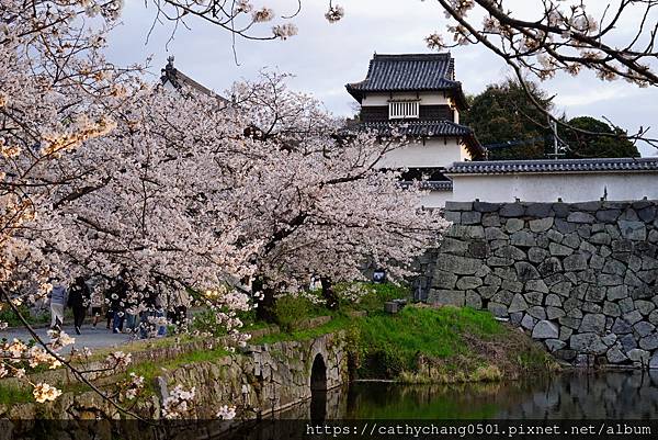 福岡城賞夜櫻：我帶了腳架，他們帶了霓虹燈