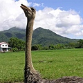 ostrich.jpg