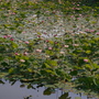 IMGP4098.JPG IMGP4098.JPG