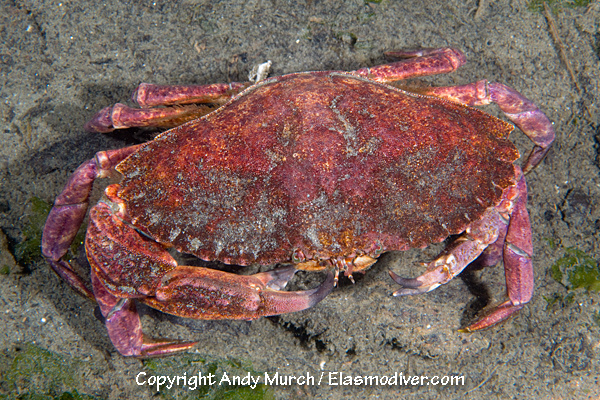 Red_Rock_Crab_004