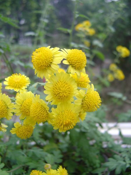 Dendranthema arisanense阿里山油菊.JPG