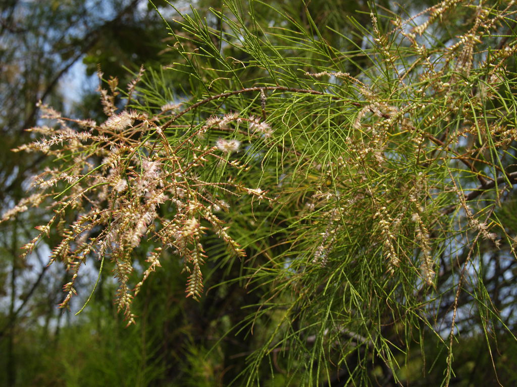 20110911 Tamarix aphylla (1).JPG