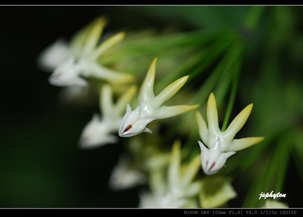 Hoya multiflora