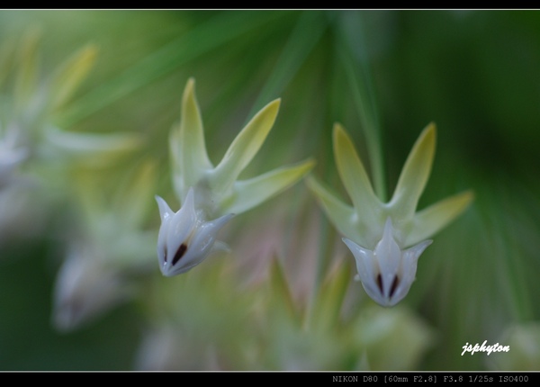 Hoya multiflora