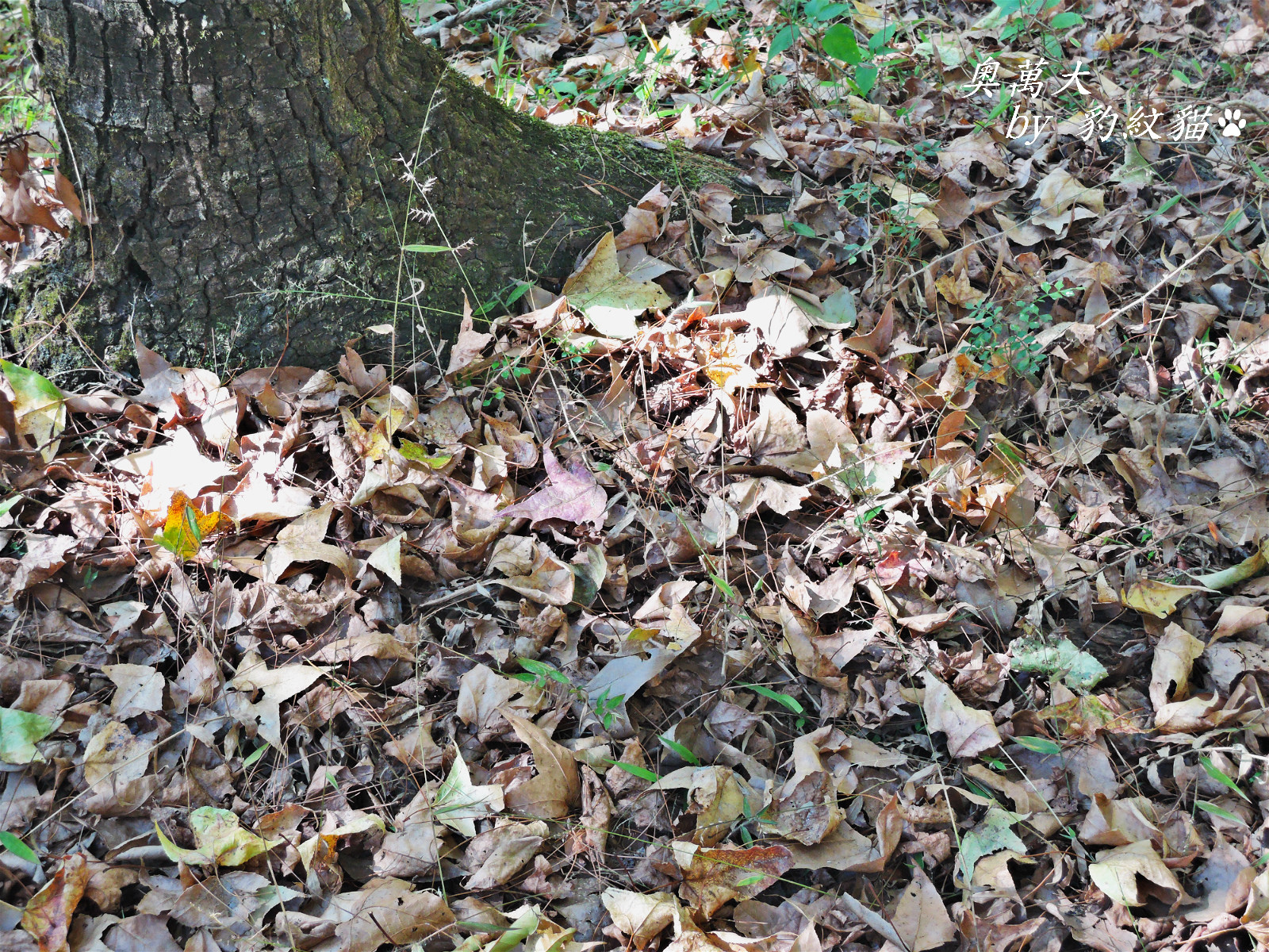 DSCN9823_meitu_31